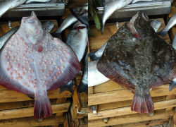 Рыбный бум в Азовском море: запасы камбалы-калкана взлетели в 145 раз