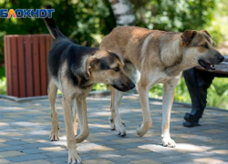 В Таганроге пострадавшая от укуса собаки женщина ищет свидетелей происшествия