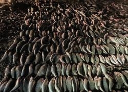 Борьба идет, прогресса нет? – все меньше рыбы остается в Азовском море