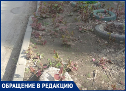 В Дубках местные жители высадили ядовитое растение 