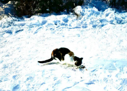 Сретение Господне: таганрожцам рассказали о народных традициях на 15 февраля