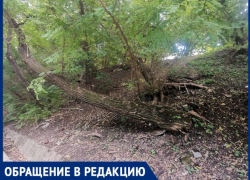 «Висит не груша...»: сухое дерево в Таганроге вот-вот упадет на проезжую часть