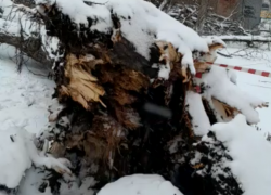 Огромное трухлявое дерево обрушилось в Таганроге
