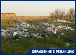 В Таганроге нормальной жизни птах мы мешаем своим мусором и безразличием