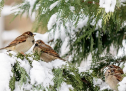 Таганрожцев предупреждают о мощном снегопаде