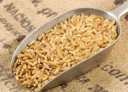 Макаронный «Таганрог» не вернулся на донскую ниву 