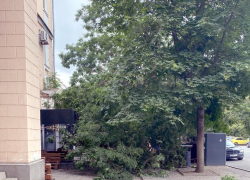 И пусть весь мир подождёт: в центре Таганрога упавшее дерево парализовало работу кофейни