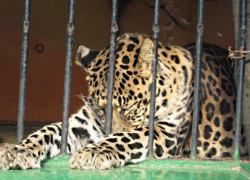 Из таганрогского мини-зоопарка на свободу вырвался дикий зверь