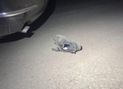 Молодой водитель иномарки насмерть сбил пожилого человека на пешеходном переходе в Таганроге