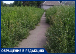 В Таганроге буйный цвет амброзии: от Водопроводной до "Мармелада" сплошные заросли