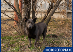 «Зимой всё злее»: таганрожцы снова жалуются на агрессивных собак