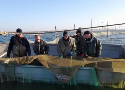 Учёные исследуют запасы тюльки в Таганрогском заливе: рыбы становится меньше