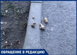 Таганроженка  пожаловалась на нерадивых владельцев собак
