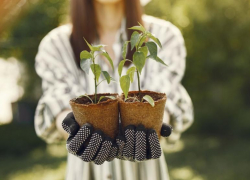 Таганрожцев приглашают принять участие в акции «День древонасаждения»