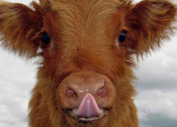 Дикая лиса заразила бешенством бычка в Ростовской области