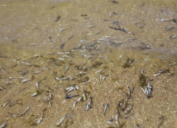 Большое количество мертвой рыбы выбросило на берег Таганрогского залива