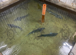 За браконьеров взялись в Таганроге и окрестностях 