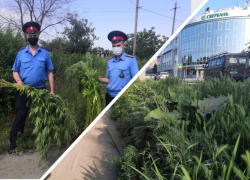 Весь город в амброзии, а таганрогские казаки уничтожают коноплю
