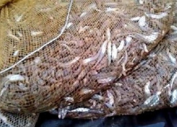 У браконьеров под Таганрогом изъяли 4000 штук сельди и шемаю