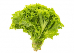 Таганрогским огородникам на заметку: когда сажать зелень в мае