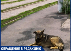 Бездомные собаки в районе Свободы снова беспокоят горожан