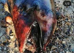 Изуродованное тело морской свиньи нашли валяющимся на берегу
