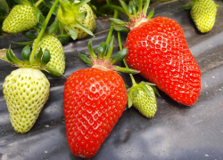 На таганрогских рынках - "крымская клубника": насколько она хороша, рассказали в Роспотребнадзоре