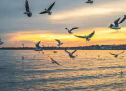 О медицине, тротуарах и зарплатах: Таганрог глазами новосёлов - что хвалят, что ругают