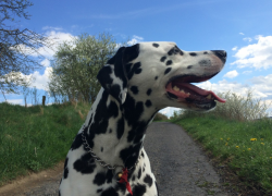 Перепись четвероногого населения: таганрожцы перестанут бояться за своих домашних питомцев?