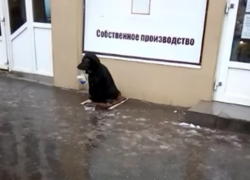 Собака с ведерком в зубах просит милостыню на Новом вокзале в Таганроге