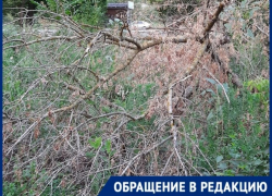 Дерево преткновения: сухостой, развалившийся на тротуаре, мешает горожанам