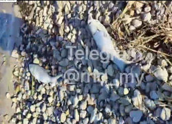 Массовую гибель рыбы зафиксировали под Таганрогом: специалист исключил естественные причины