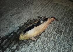 Откуда взялся труп дельфина на набережной Таганрога?