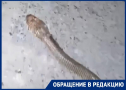 Смелый «Рики-Тики-Тави» убил двухметровую гадюку на улице Таганрога