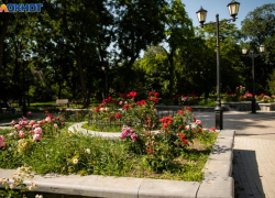 В Таганроге планируют высадить более 86 тысяч цветов 