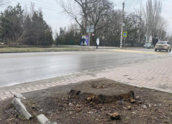 От старого дерева у Каменной лестницы остался только пень