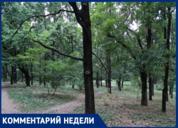 Администрация Таганрога ответила на вопрос о вырубке деревьев в разных районах города