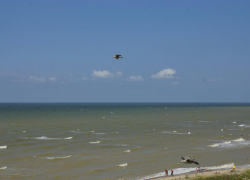 Установили причину гибели птиц на берегу Таганрогского залива