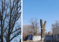 Весенняя уборка в Таганроге продолжается: идет подрезка деревьев 