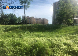 На ошибках не учатся – снова МКУ «Приморье» не косит траву в Приморском парке