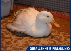 Таганрожец устроил в квартире птичник, а под его окнами множатся мухи и черви