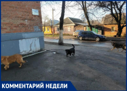 Собаки «под присмотром»: агрессивную стаю собак на Менделеева решено оставить на прежнем месте 