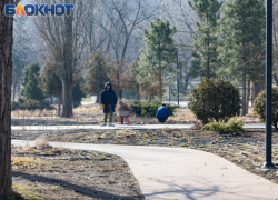 Около 90% зелёных насаждений погибло в Таганроге, а МКУ "Благоустройство" под прицелом силовиков