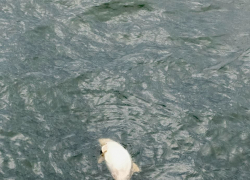 Моряки прислали видео мёртвого дельфина в Таганрогском заливе