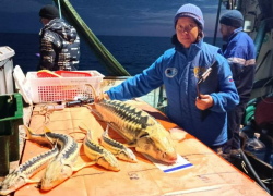 В Азовском море увеличились промысловые запасы осетровых