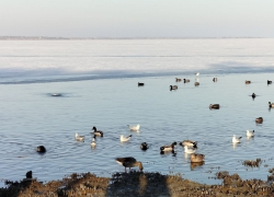 В Таганрогском заливе Азовского моря снова трупы птиц - теперь возле трубы металлургического завода