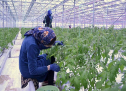 7,5 тыс рублей, бутылка водки и пачка сигарет: таганрожцев заманивают на работу