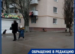 Стая бродячих собак в Таганроге терроризирует общественность