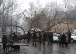 В Таганроге на проезжую часть упало дерево