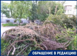 В Таганроге сухие деревья спили и в кучи зачем-то сложили
